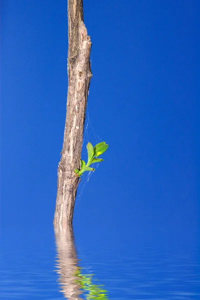 Dry branch with green leaves — Stock Photo, Image