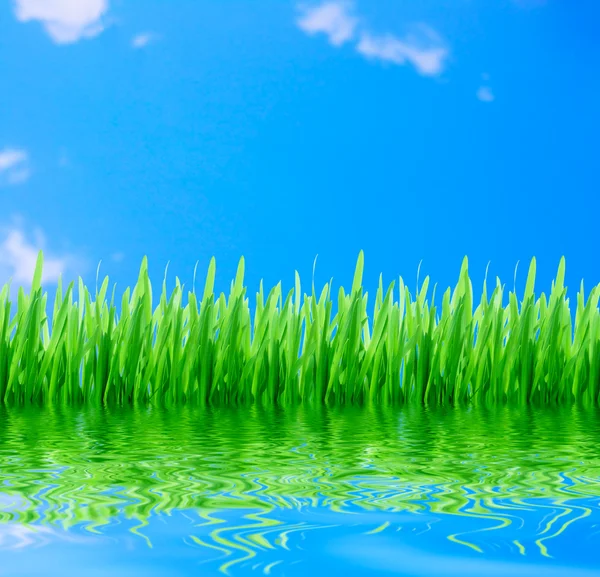 Grünes Gras mit blauem Himmel — Stockfoto