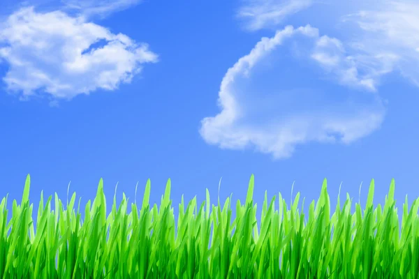 Green grass on blue sky — Stock Photo, Image