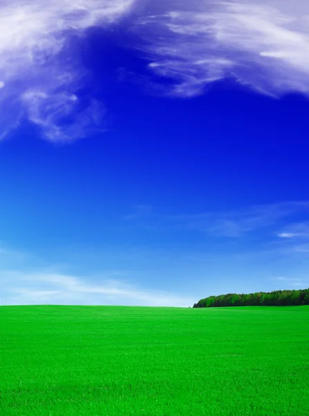 Літній пейзаж - блакитне небо і зелене фі — стокове фото