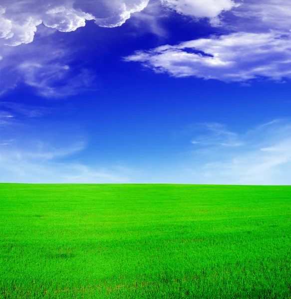 Літній пейзаж - блакитне небо і зелене фі — стокове фото