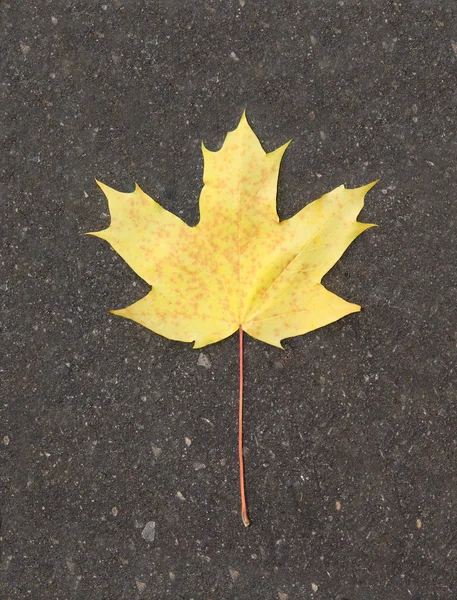 Stock image Maple leaf on asphalt