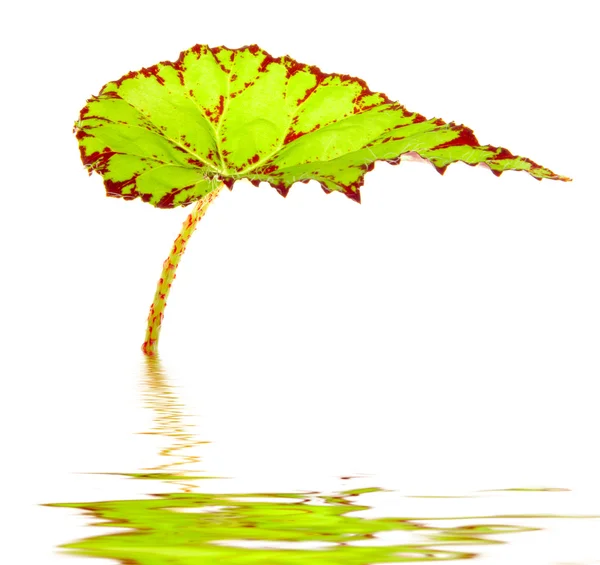 stock image Green leave is the water