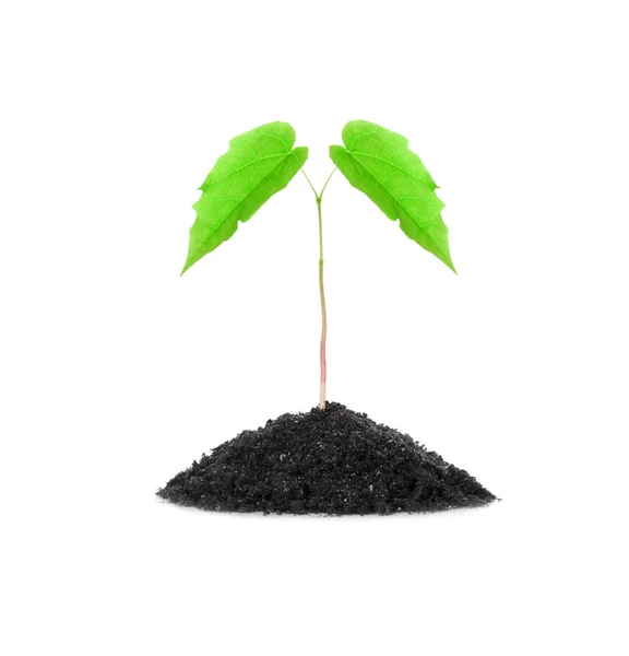 Small growing green plant — Stock Photo, Image