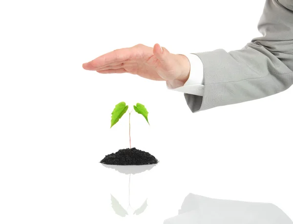 Businessman hand protecting green plant — Stock Photo, Image