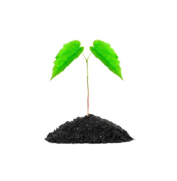 Small growing green plant — Stock Photo, Image