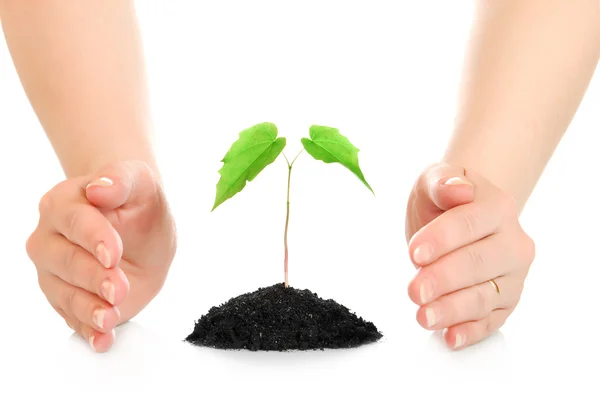 Woman hands protecting small green plant — Stock Photo, Image