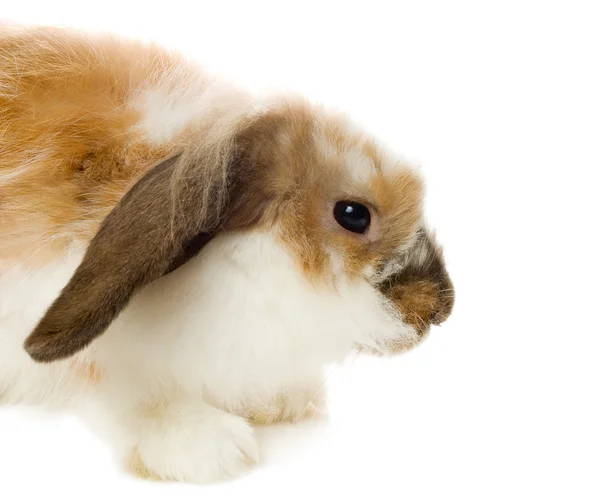 Hnědá zběsilého útoku králík — Stock fotografie