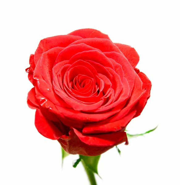 Fleur rose isolée — Photo