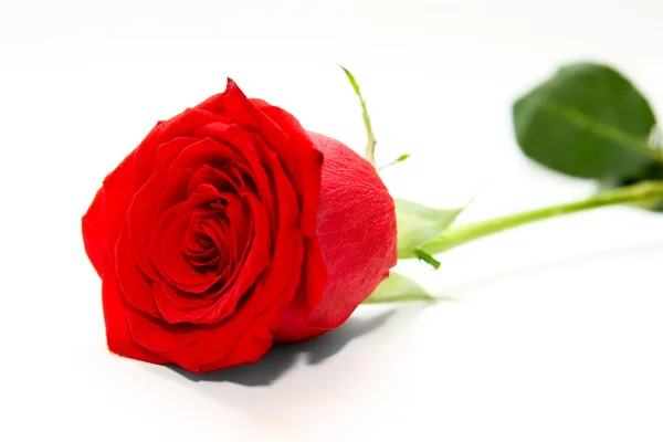 Rosa flor aislada — Foto de Stock