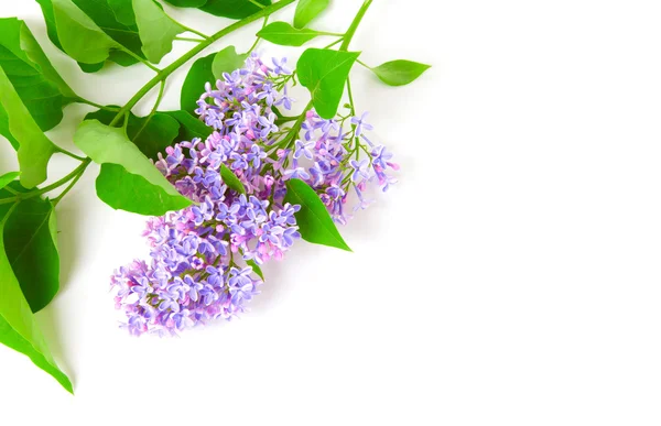 Lilac branch on white with empty space — Stock Photo, Image