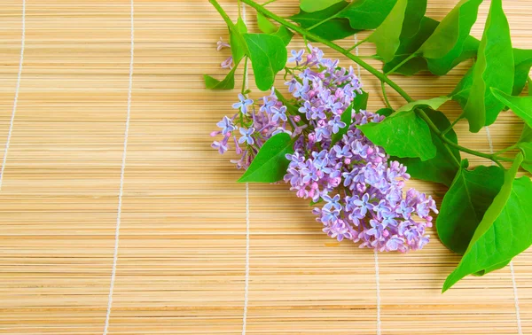 Branch of lilac flower — Stock Photo, Image