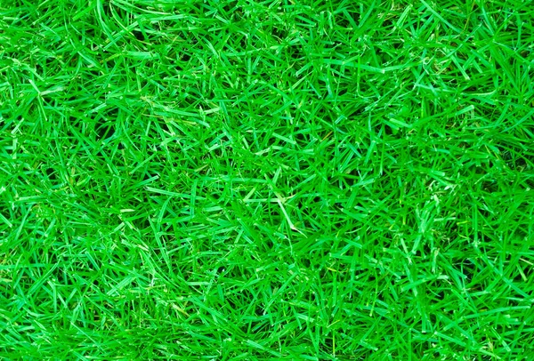 Fundal iarbă verde — Fotografie, imagine de stoc