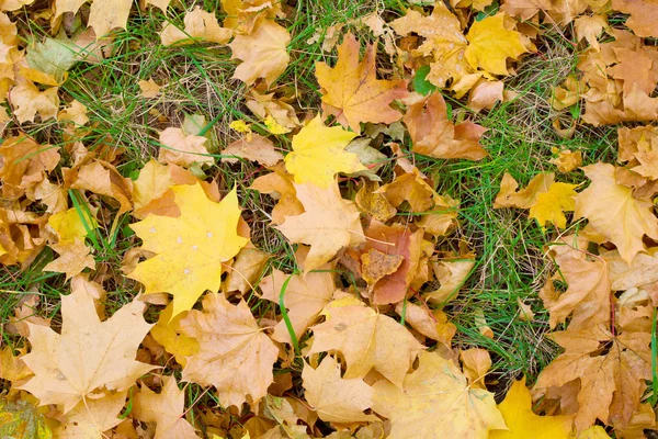 stock image Yellow maple leafs on green grass