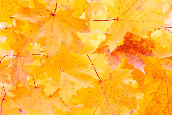Oranje maple leafs — Stockfoto