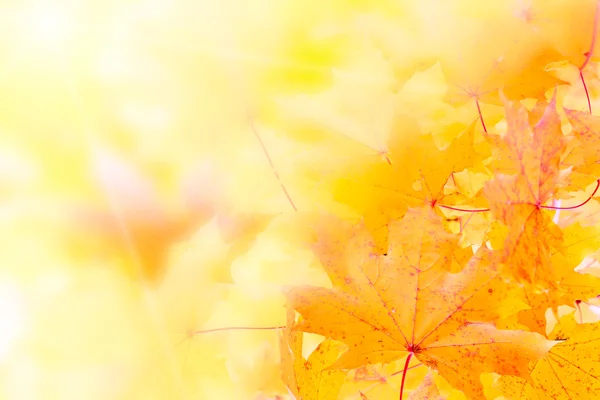 Oranje maple leafs — Stockfoto