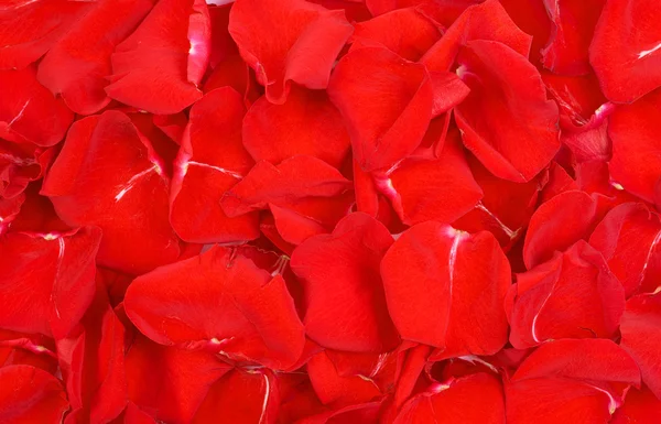 Pétales de rose rouge — Photo