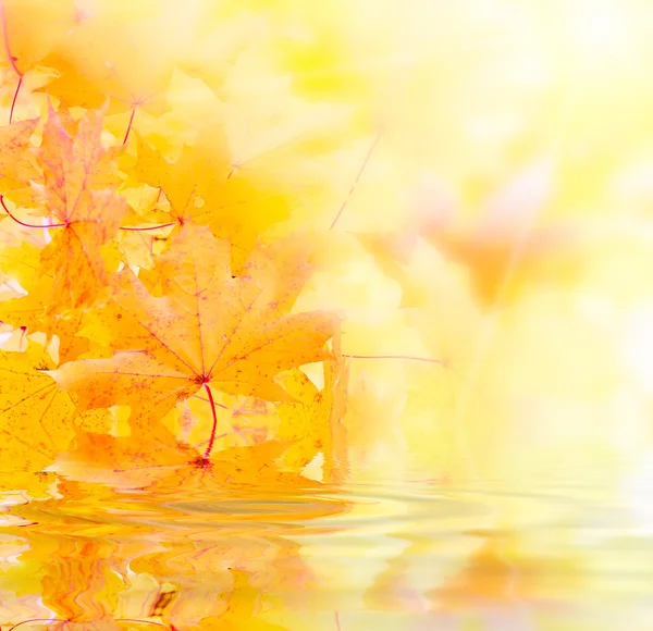 Orange maple leafs — Stock Photo, Image