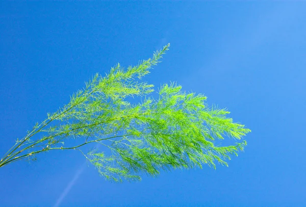 Branch on plant on blue sky — Stock Photo, Image