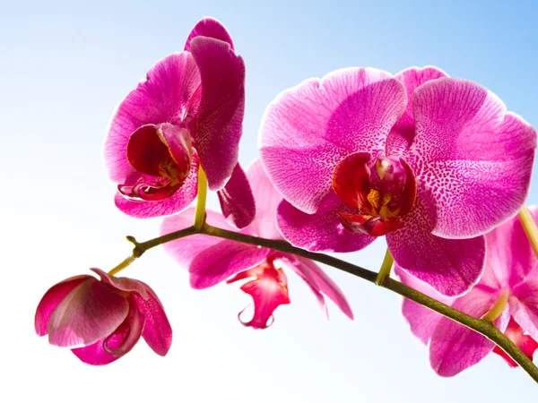 Orkide cins mavi, güneşli gökyüzünü — Stok fotoğraf
