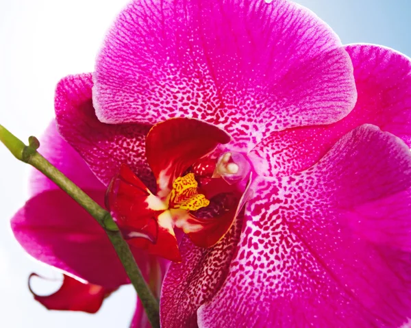 Orquídea en el cielo azul y soleado — Foto de Stock