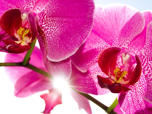 Орхидея на голубом, солнечном небе — стоковое фото