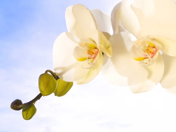 Орхидея на голубом солнечном небе — стоковое фото