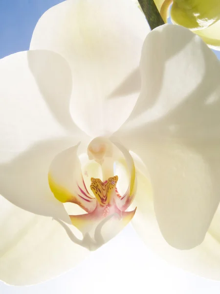 Орхидея на солнечном голубом небе — стоковое фото