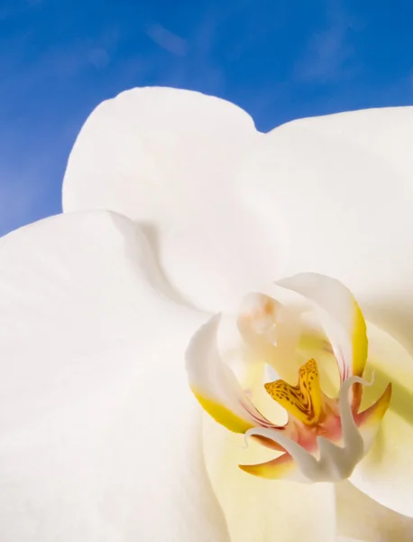 Орхидея на голубом солнечном небе — стоковое фото