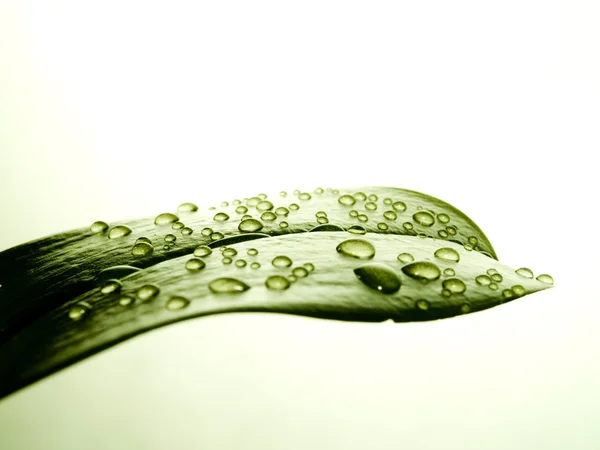 Grönt löv med droppar — Stockfoto