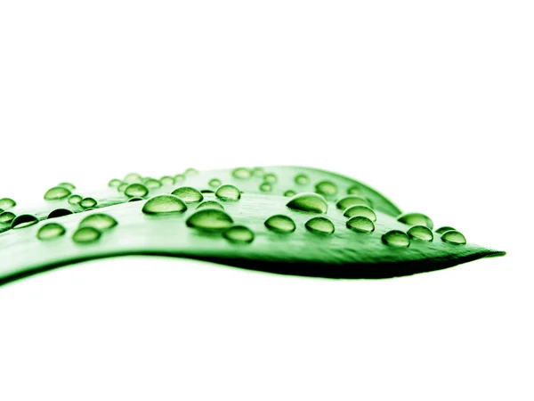 Drops on the leaf over white — Stock Photo, Image