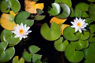 Two water lilies - top view clipart