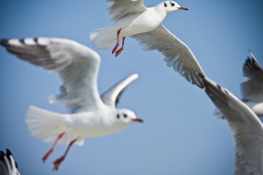 Seagulls flying clipart