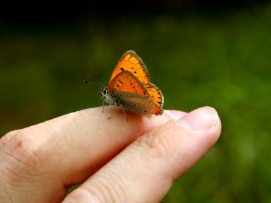 Orange butterfly clipart