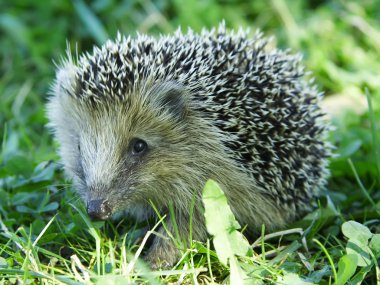 Hedgehog in the grass clipart