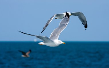 Flaying seagulls clipart