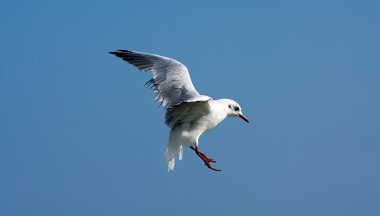 Flaying seagull clipart