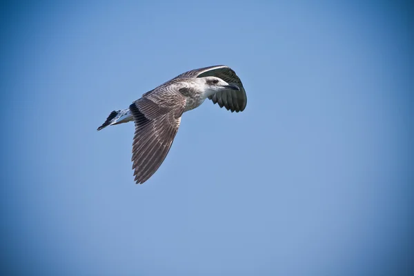 Pescăruș zburător — Fotografie, imagine de stoc