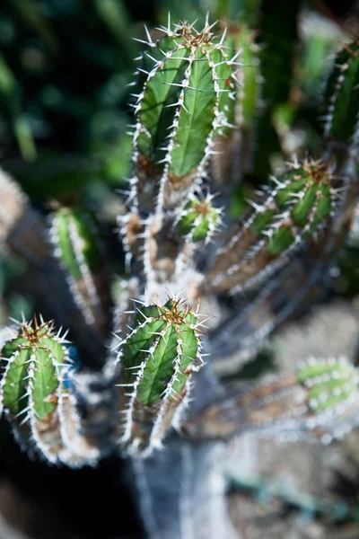 Fa kaktusz — Stock Fotó