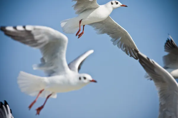 Чайки летять — стокове фото