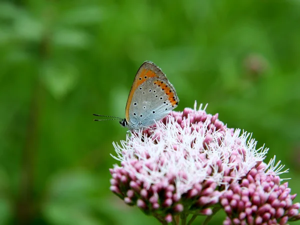 Orange butterfly — Stock Photo, Image