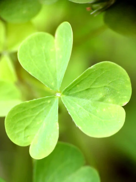 stock image Clover