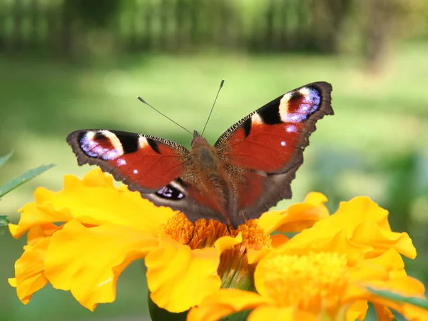 Czerwony motyl — Zdjęcie stockowe