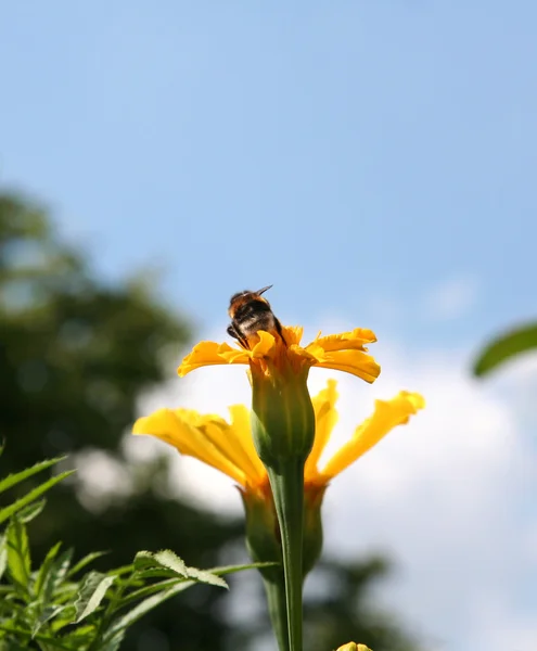 Velká moucha na květ — Stock fotografie