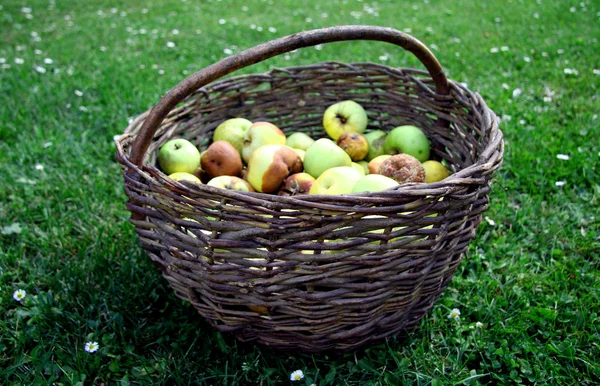 Cesta de maçãs — Fotografia de Stock