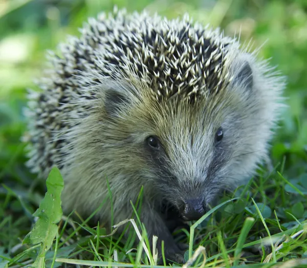 Hedgehog in the grass — Stock Photo, Image