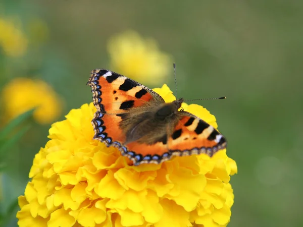 Pomarańczowy motyl — Zdjęcie stockowe