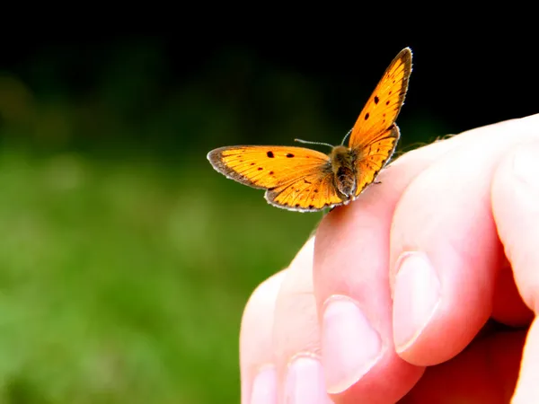 Orangefarbener Schmetterling auf Menschenhand — Stockfoto