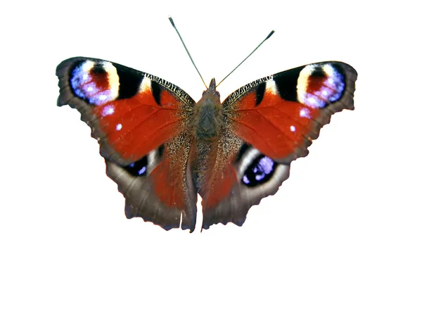 Motyl — Zdjęcie stockowe