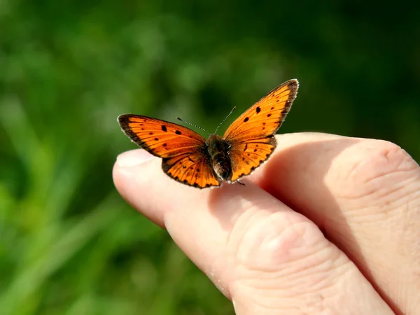 Oranžový motýl na ruce člověka — Stock fotografie